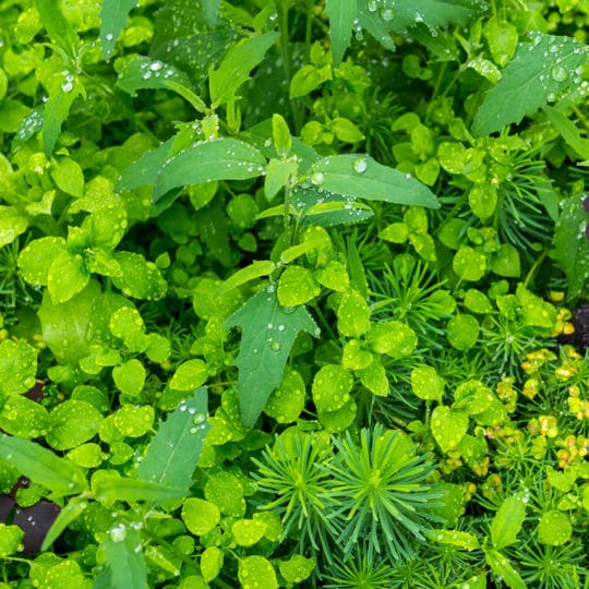 How to Rid Your Lawn of Oxalis