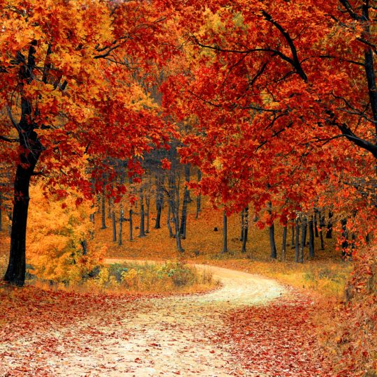 Fall Leaves: What You Should Do