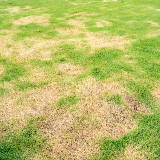 Why Are There Brown Spots on My Lawn?