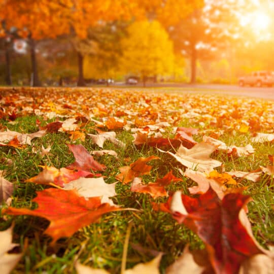 Lawn Care in the Fall: What You Should Be Doing
